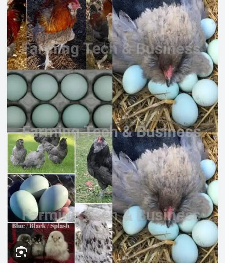 Americana Breed Egg Or Cheks For Sale Karachi — photo 3