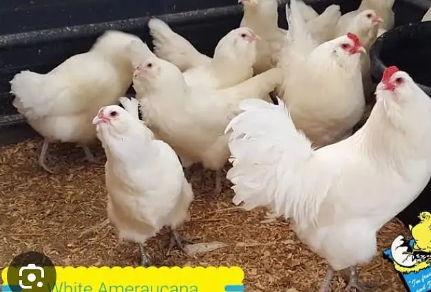 Americana Breed Egg Or Cheks For Sale Karachi — photo 4