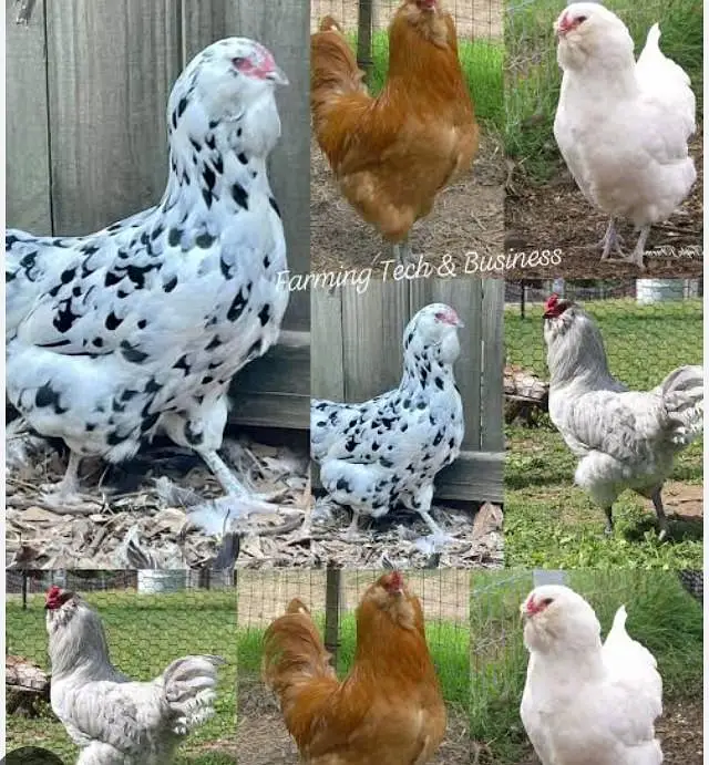 Americana Breed Egg Or Cheks For Sale Karachi — photo 6