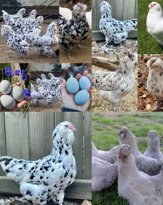 Americana Breed Egg Or Cheks For Sale Karachi — photo 7