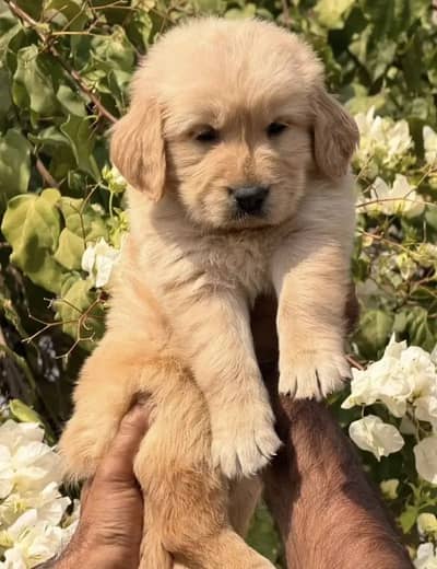 Quality Golden retriever | imported puppies | Pure retriever puppy