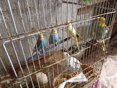 Buggies for sale