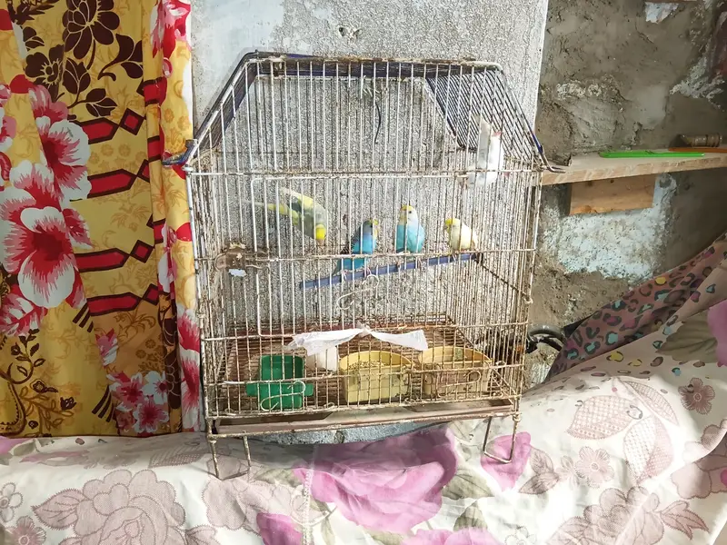 Buggies for sale — photo 2