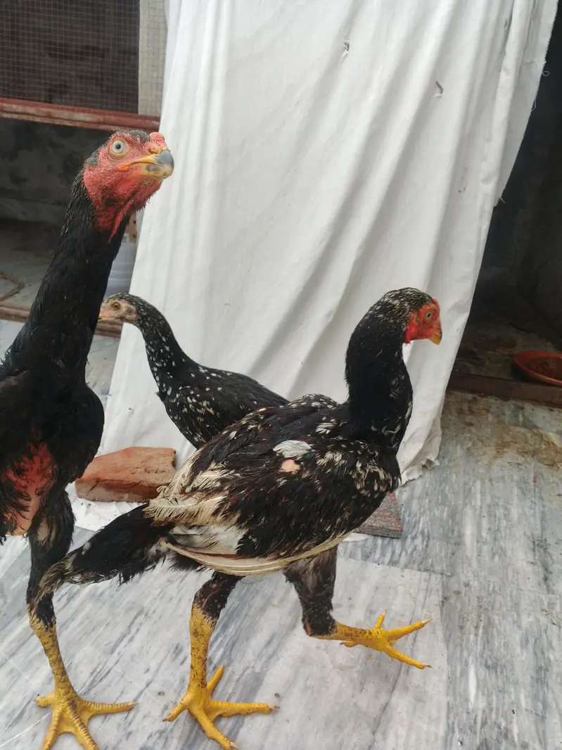 japanese oh shamo chicks — photo 3