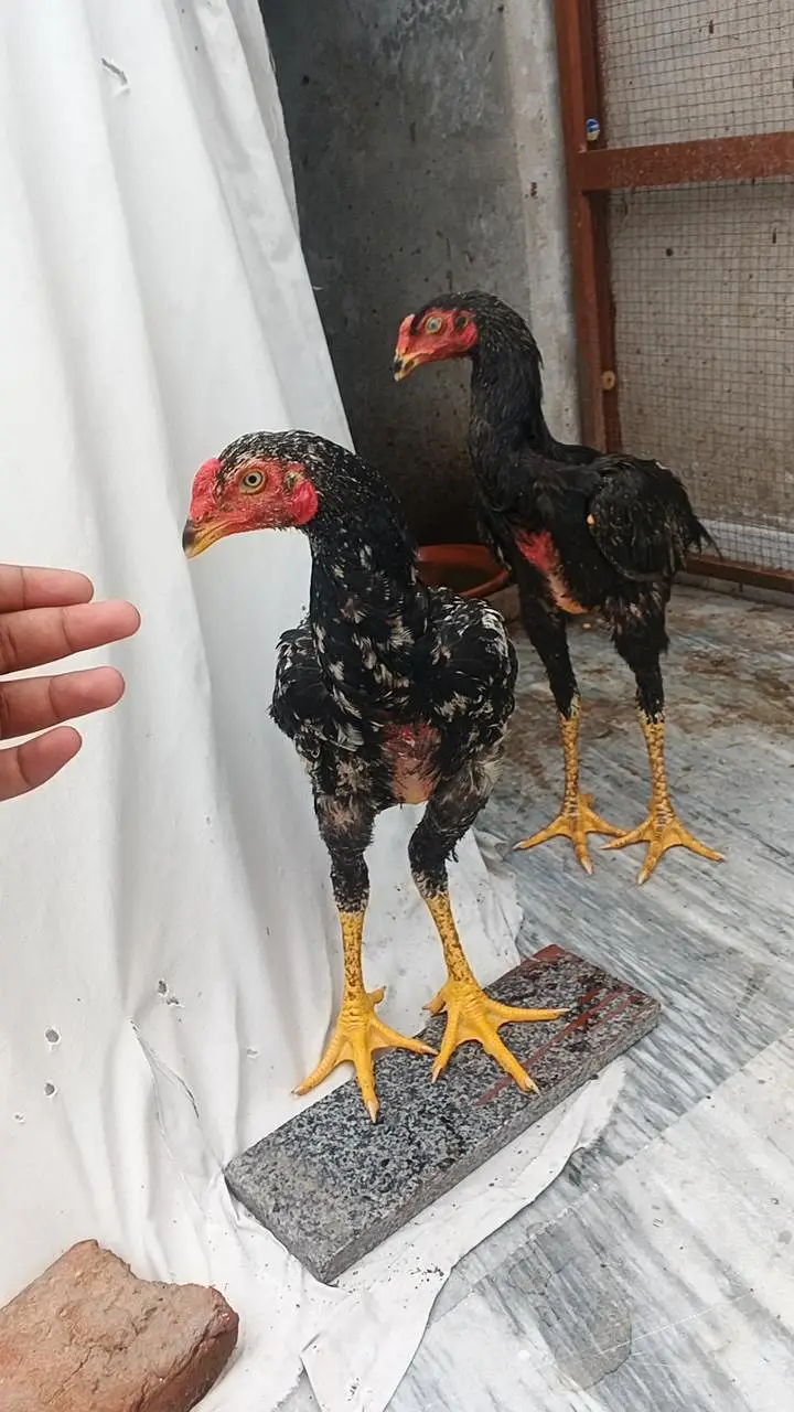 japanese oh shamo chicks — photo 4