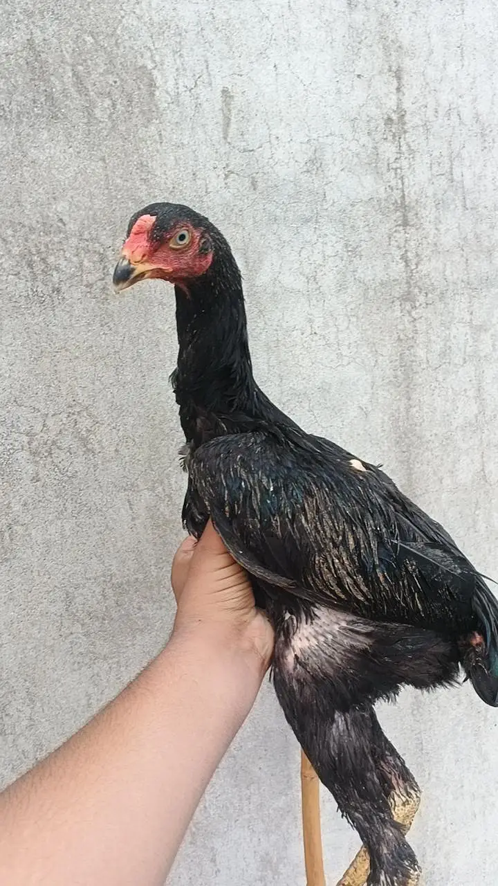 japanese oh shamo chicks — photo 5