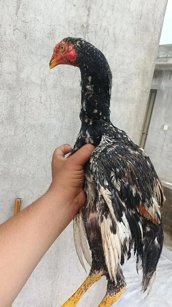 japanese oh shamo chicks — photo 6