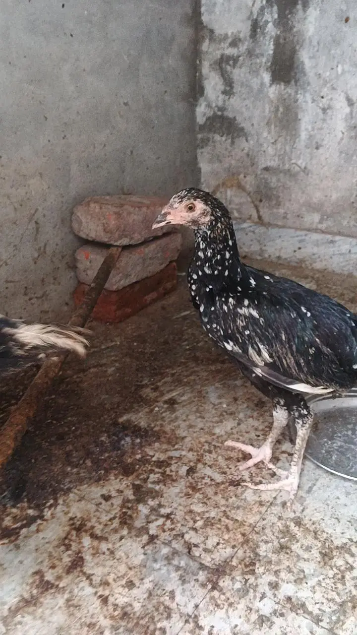 japanese oh shamo chicks — photo 7