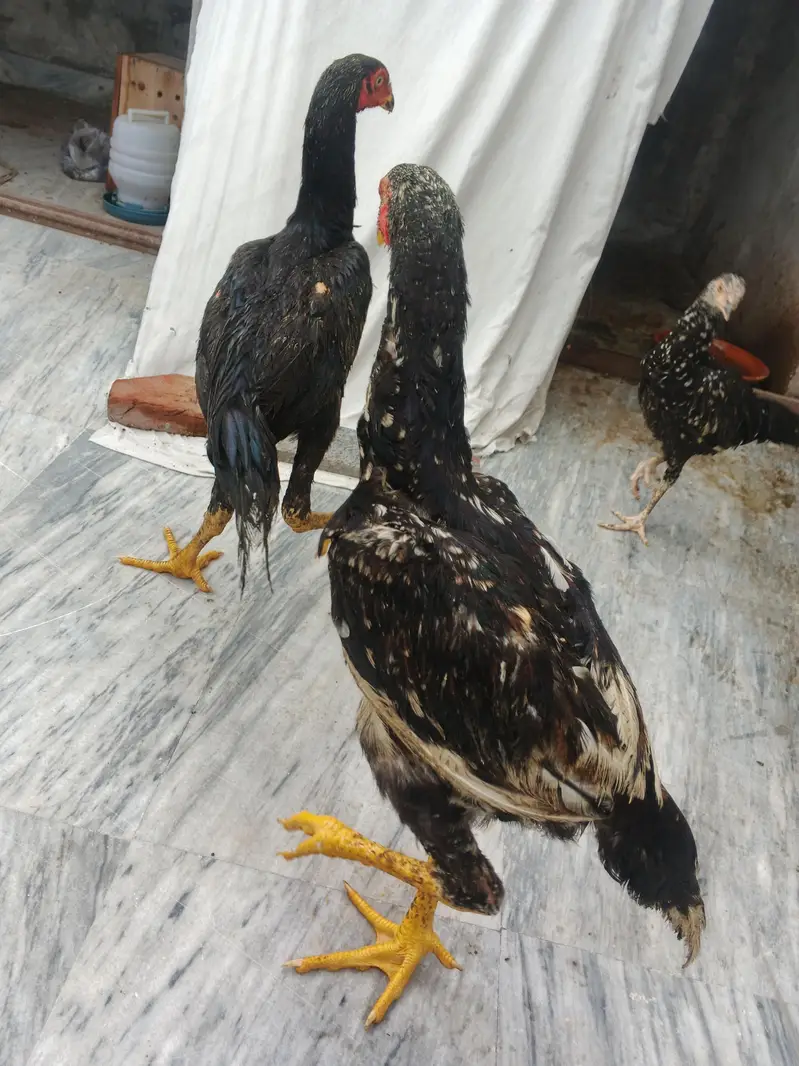 japanese oh shamo chicks — photo 8