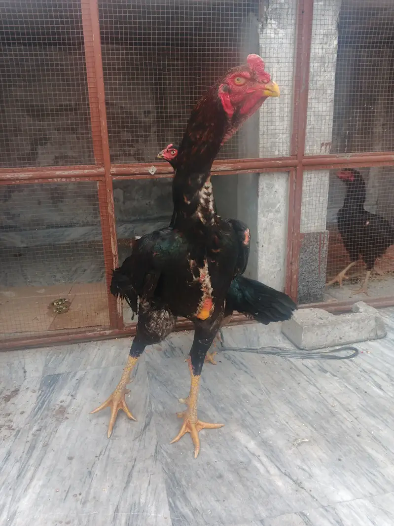 japanese oh shamo chicks — photo 10