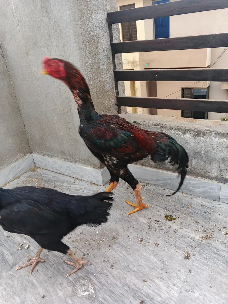 japanese oh shamo chicks — photo 12