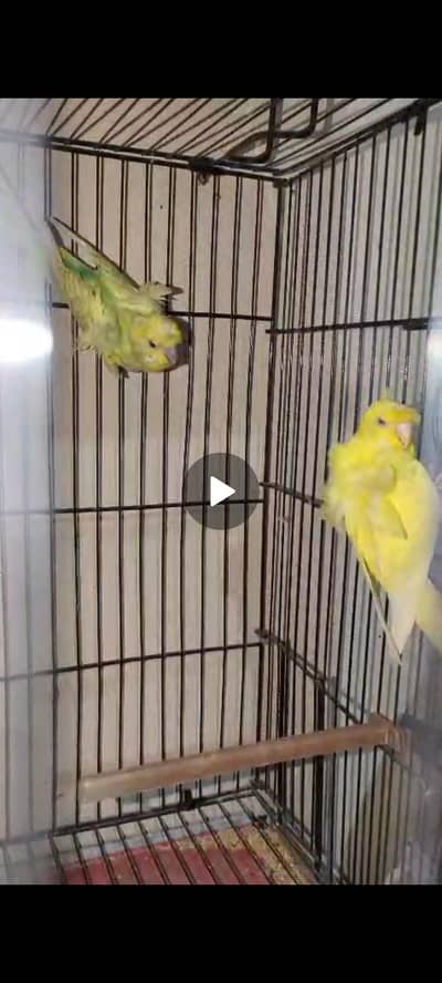 Exbation/Hogoromo budgie pair