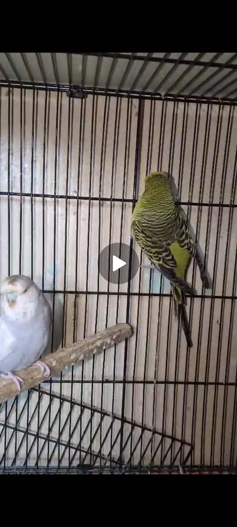 Exbation/Hogoromo budgie pair — photo 2