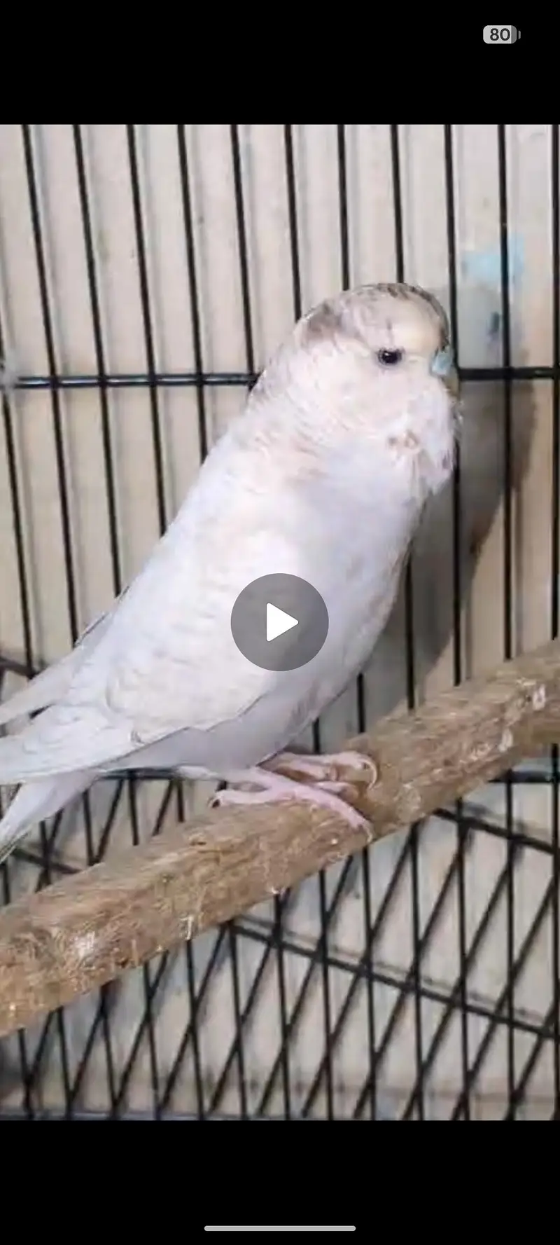 Exbation/Hogoromo budgie pair — photo 3