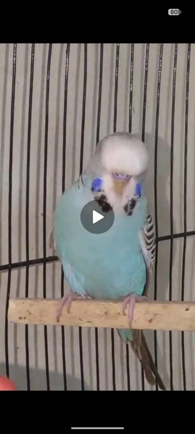 Exbation/Hogoromo budgie pair