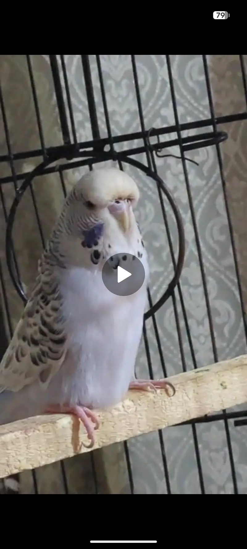 Exbation/Hogoromo budgie pair — photo 5