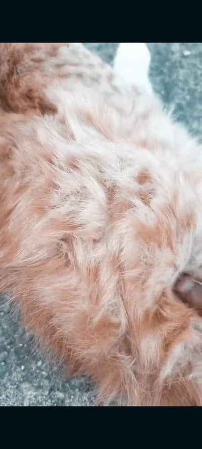 odapishan cat full trnd kittan wtsp 03489375822