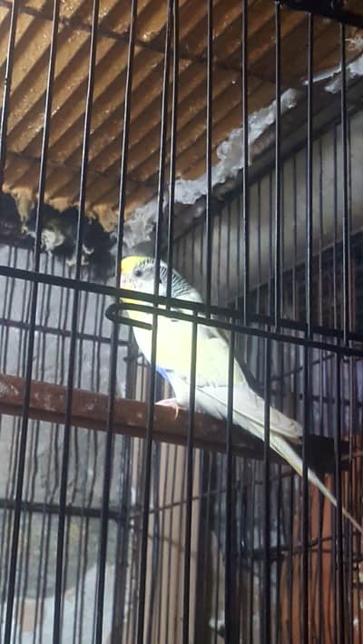 Australian parrots pair with cage