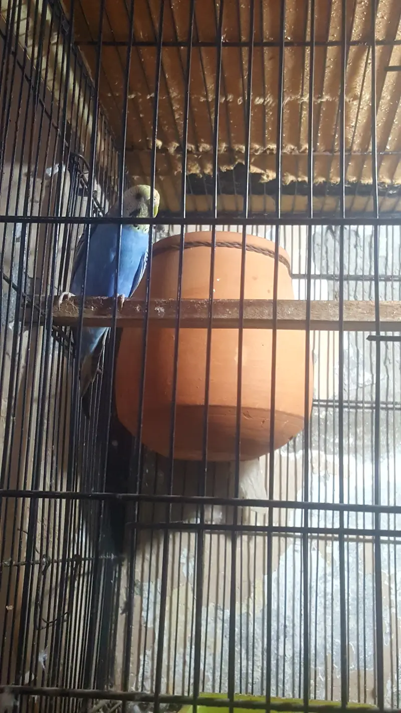Australian parrots pair with cage — photo 2