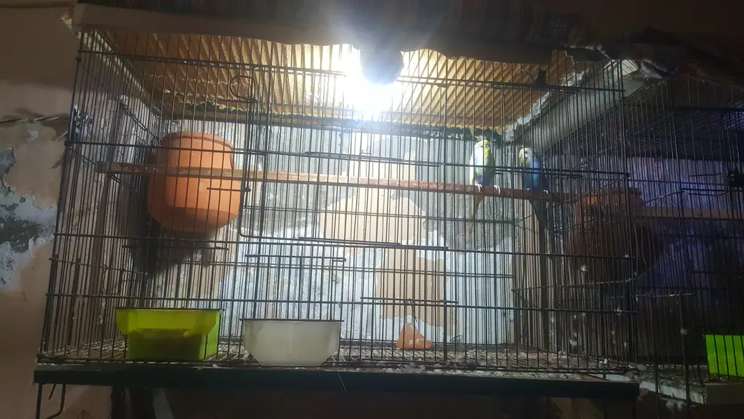 Australian parrots pair with cage — photo 3