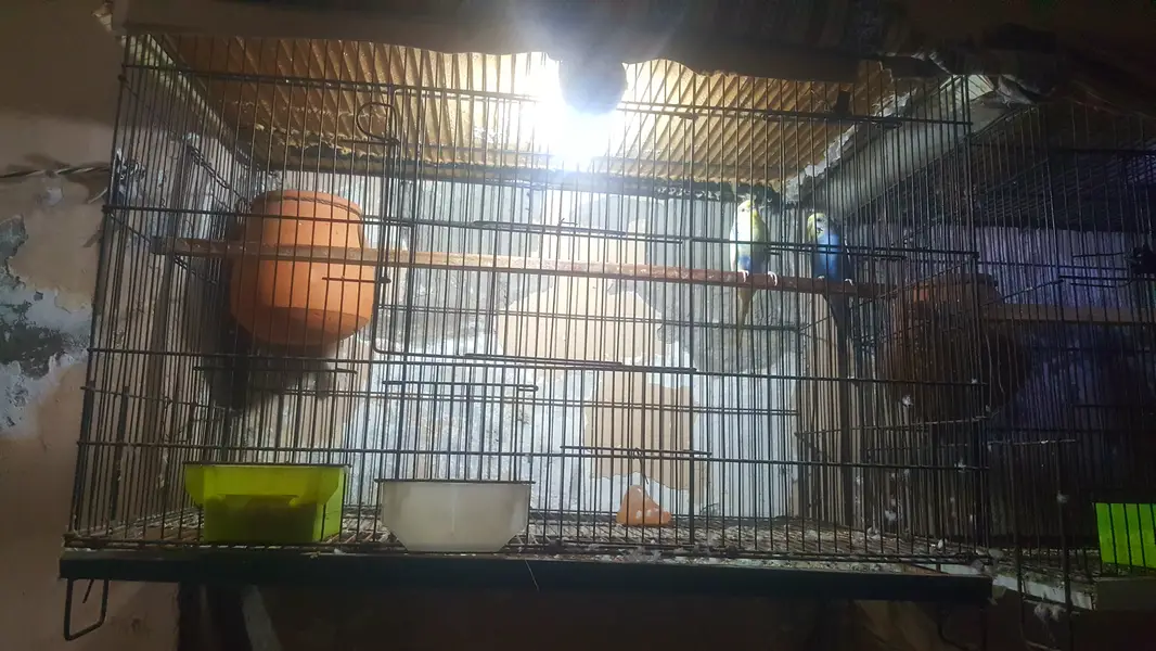 Australian parrots pair with cage — photo 4