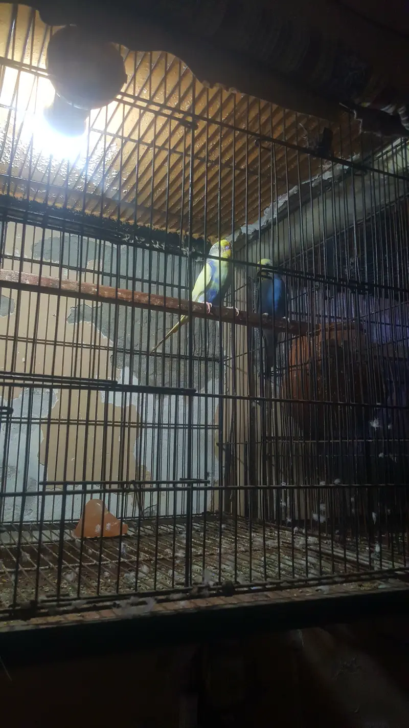Australian parrots pair with cage — photo 5