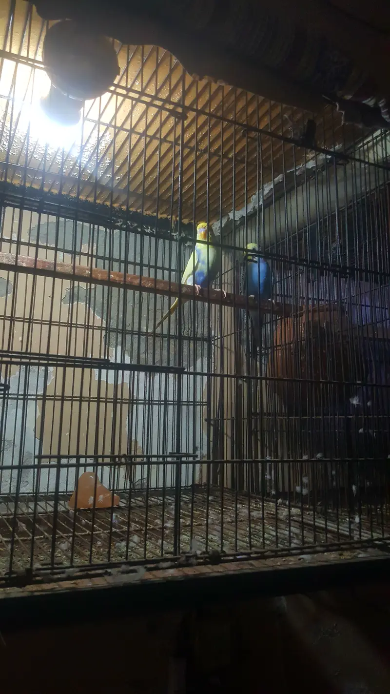 Australian parrots pair with cage — photo 6