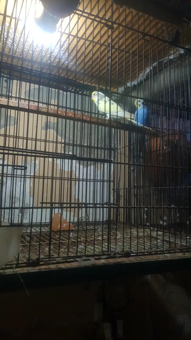 Australian parrots pair with cage — photo 7