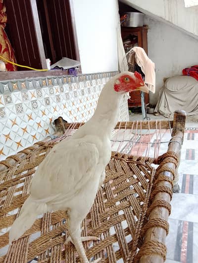 white aseel