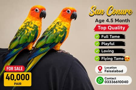 Sun Conure Full Tame Playful Pair