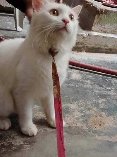 Persian