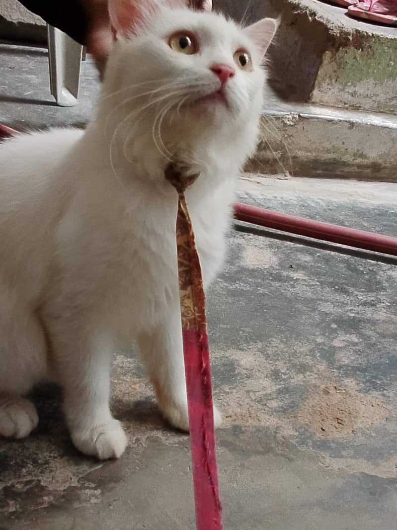 Persian 0