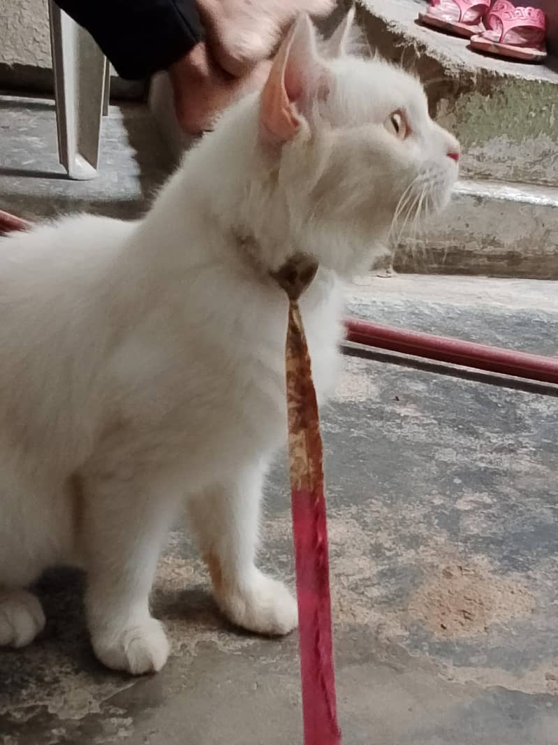 Persian 1
