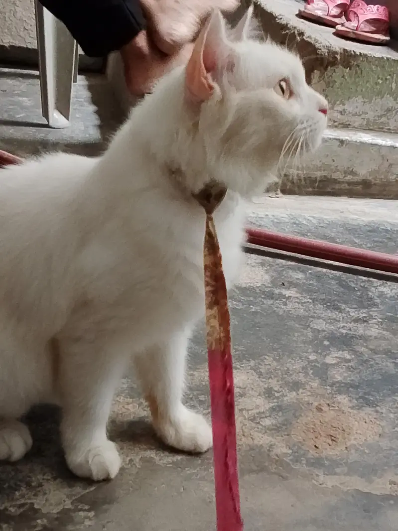 Persian — photo 2