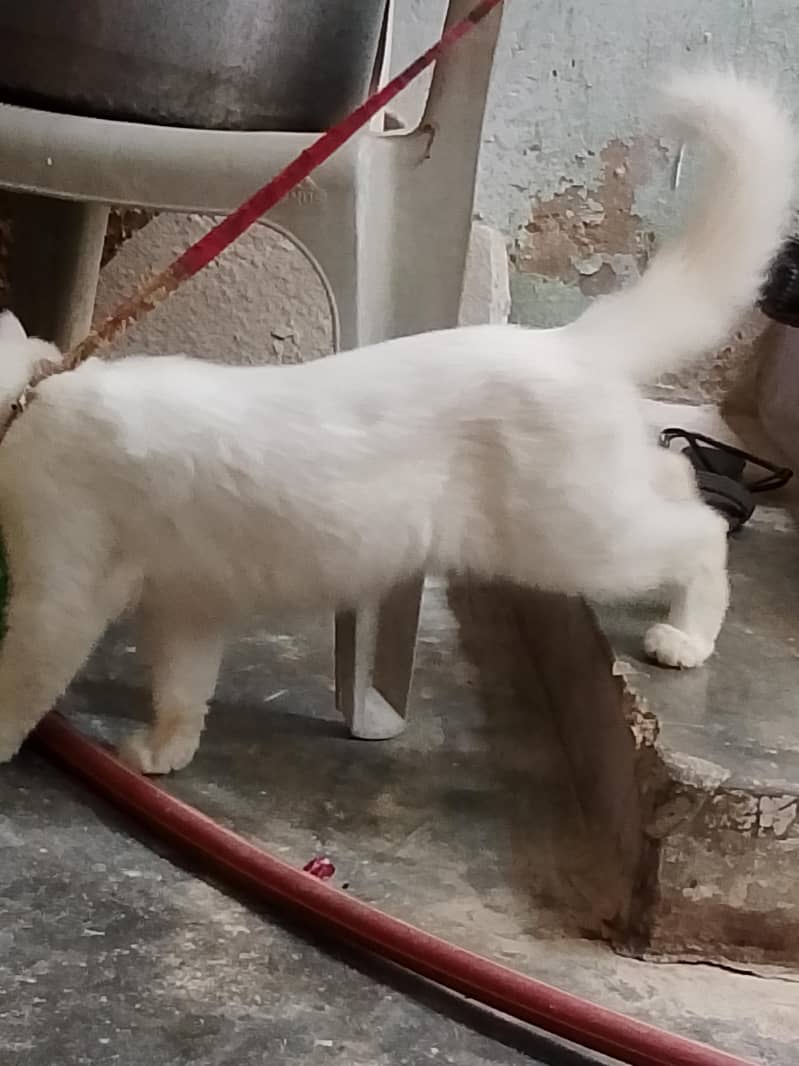 Persian 2