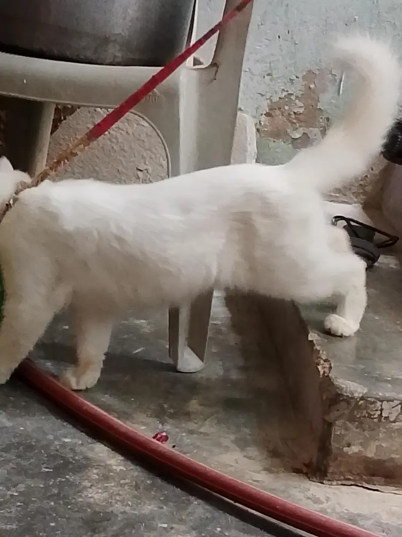 Persian — photo 3
