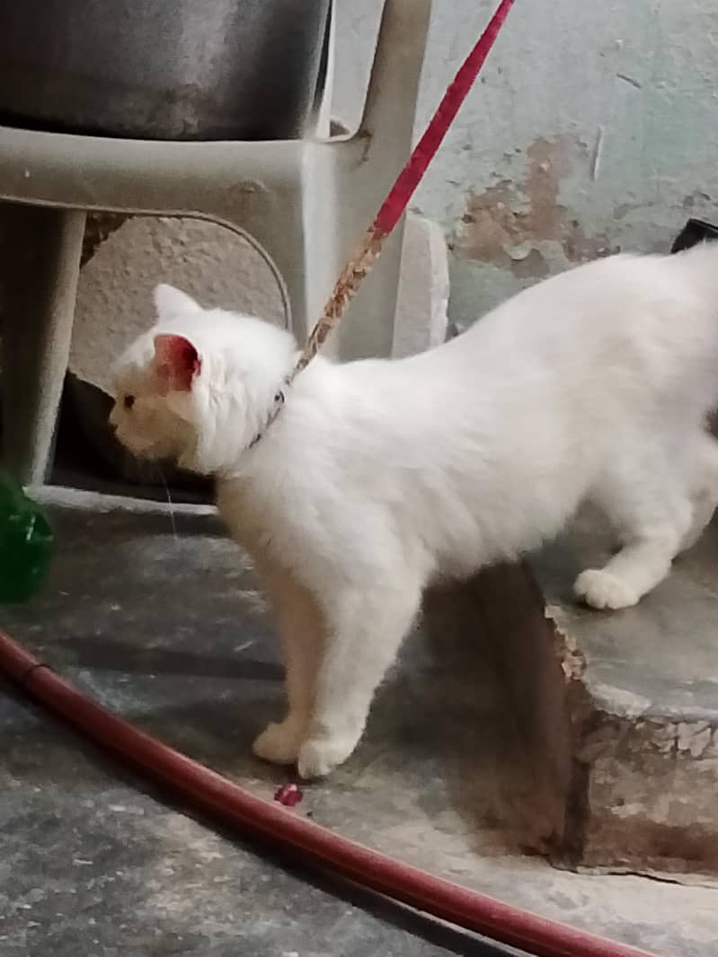 Persian 3
