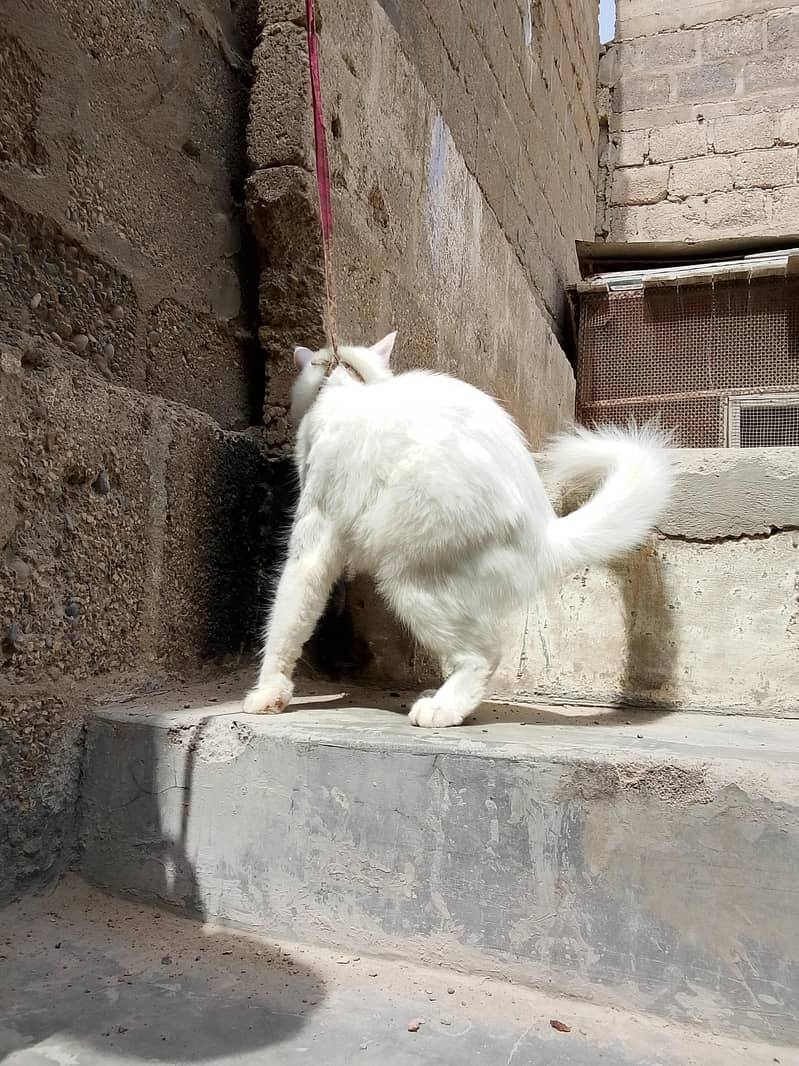 Persian 4
