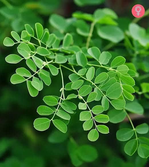 premium organic moringa powder and dried moringa leaves 2