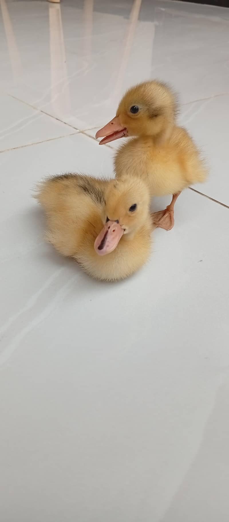 duck chicks 0