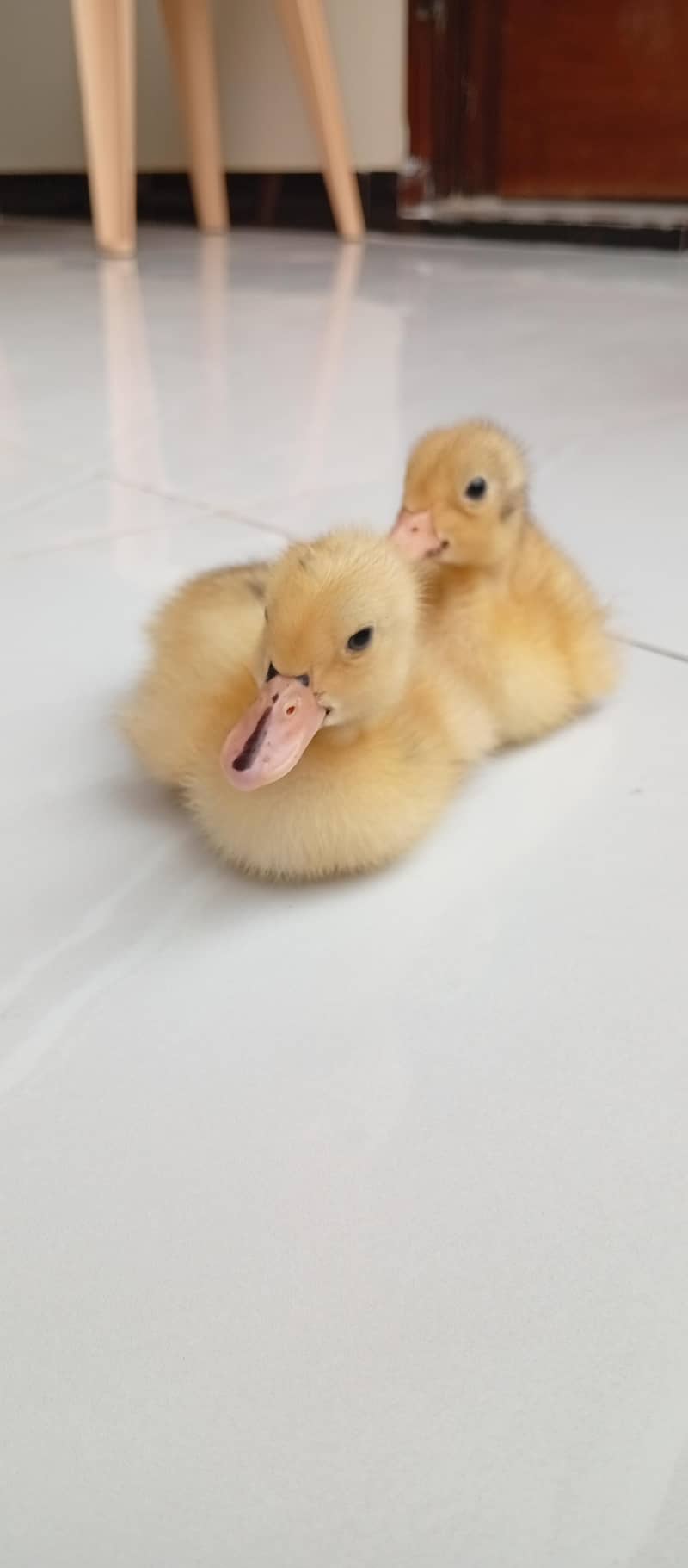 duck chicks 1