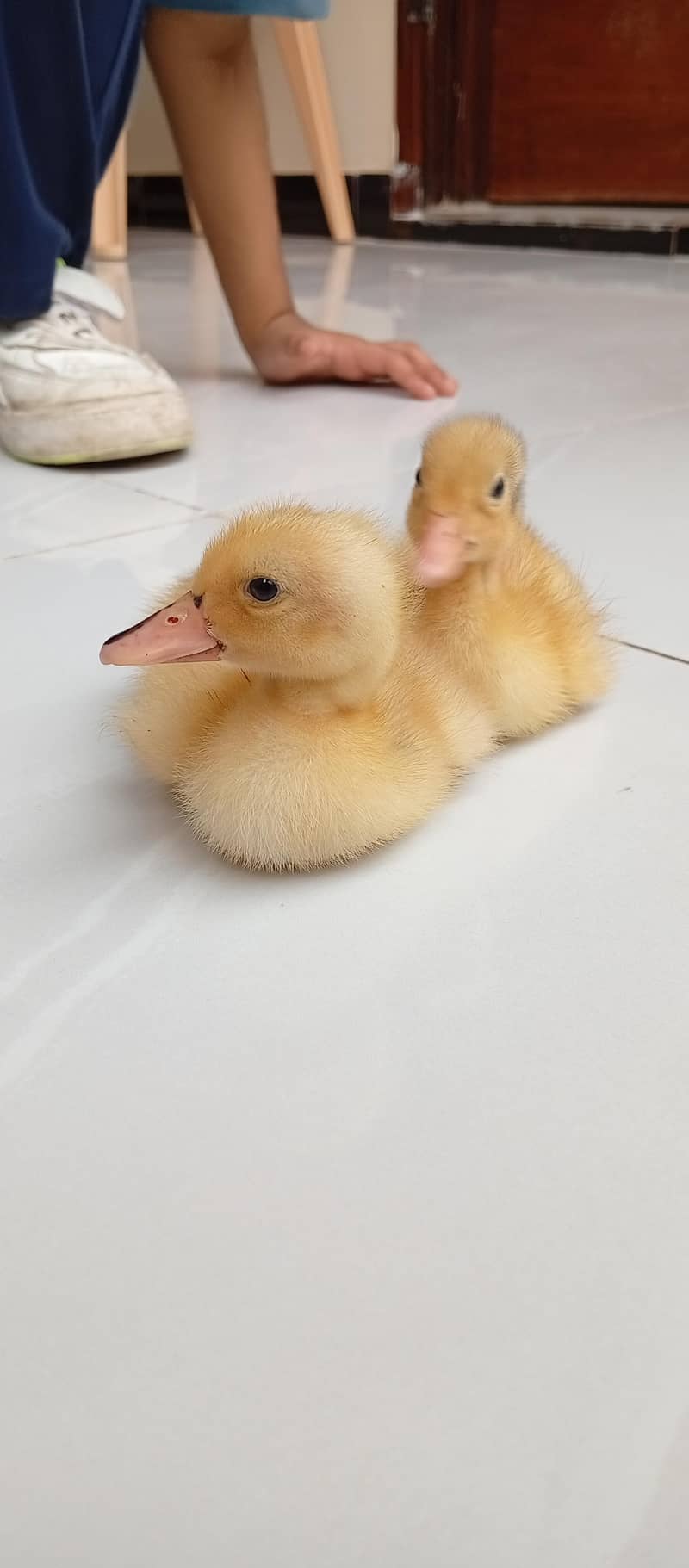 duck chicks 2