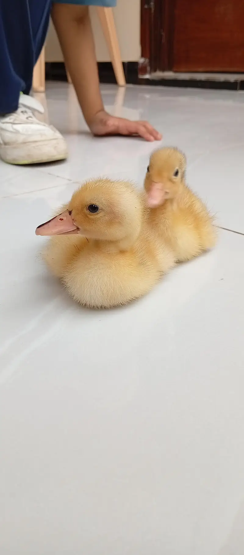 duck chicks — photo 3