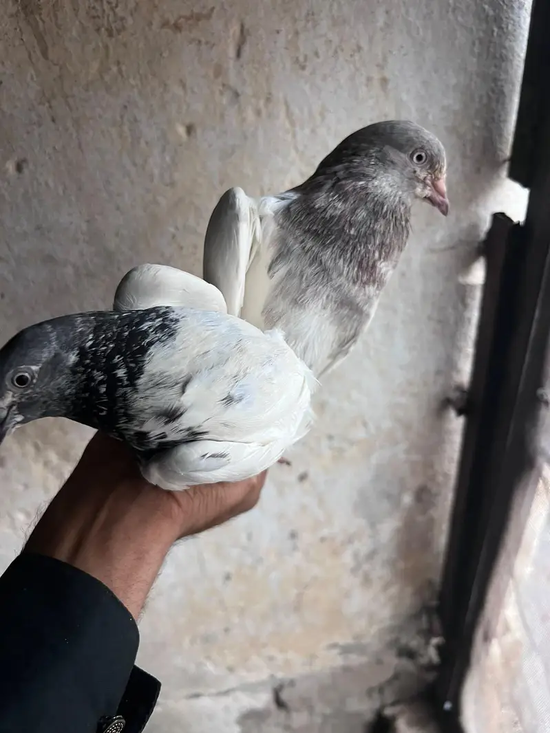 chok khatam kar Raha hun baredar jory han 14 jory han or 8 bachy agar — photo 10