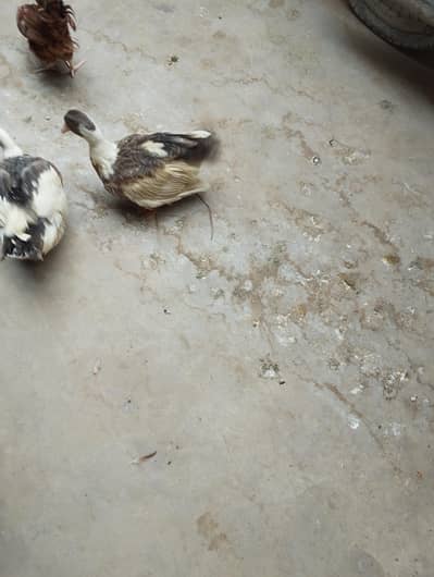 pair of duck