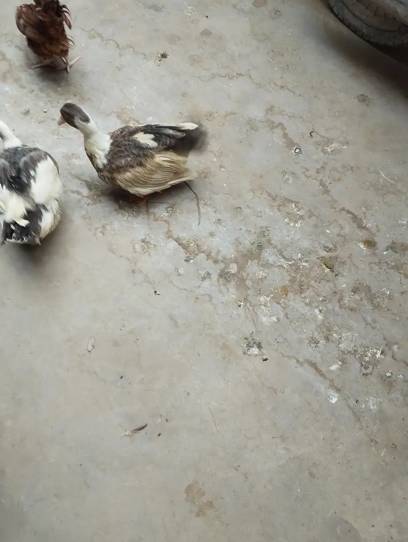 pair of duck