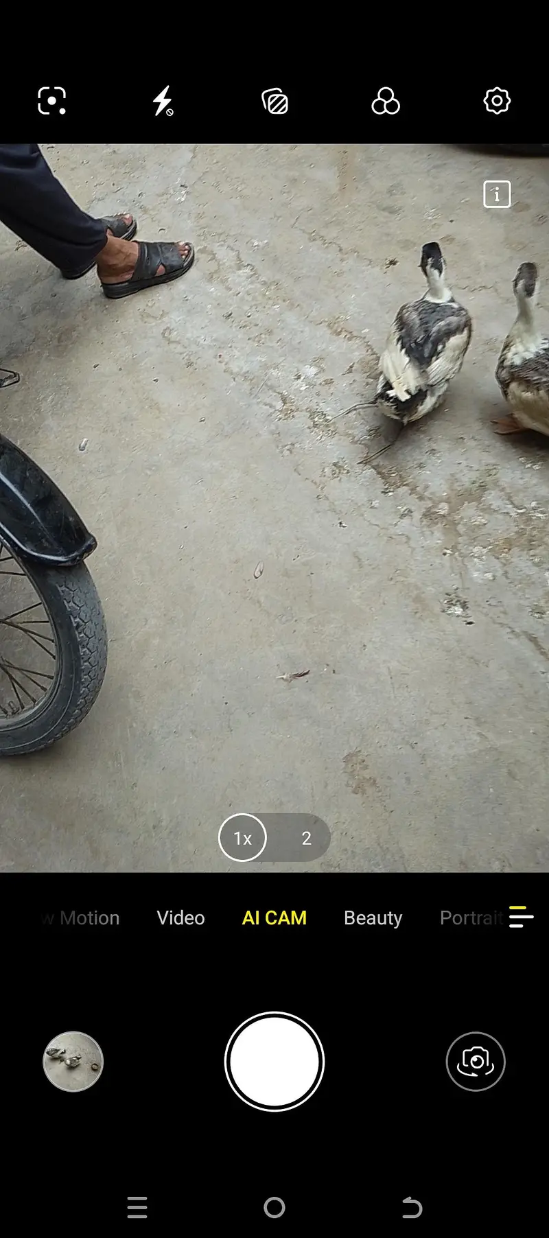 pair of duck — photo 2