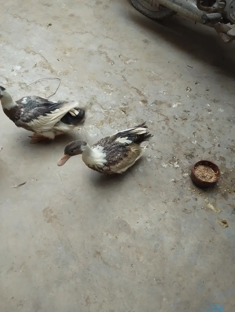 pair of duck — photo 3