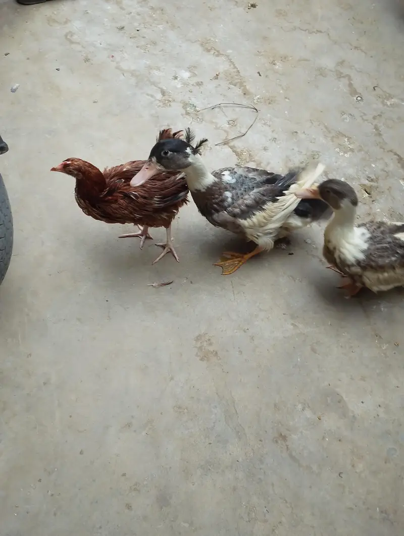 pair of duck — photo 4