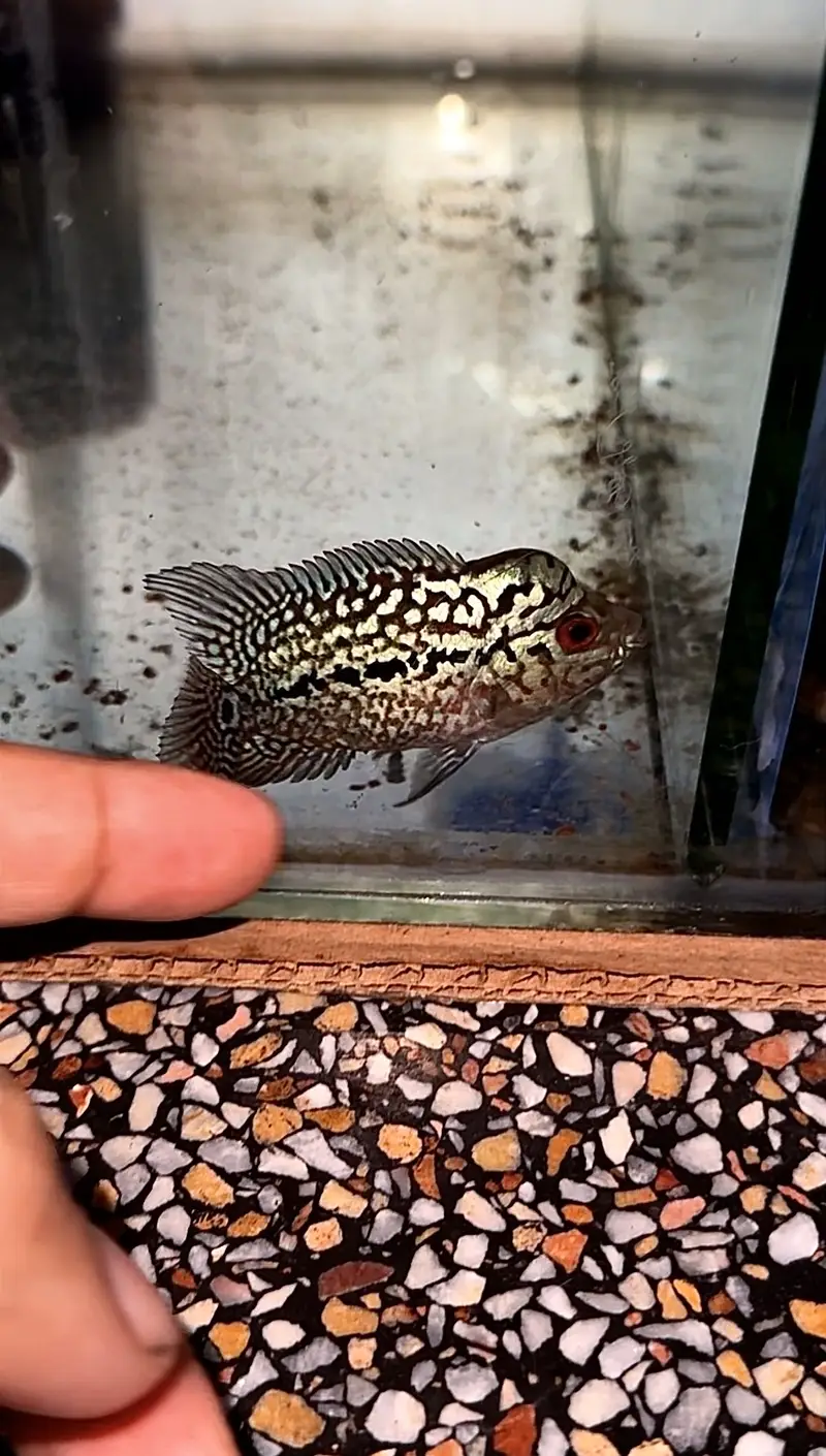 Flowerhorn (Golden Base) — photo 2